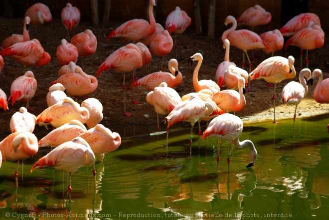 Photo de Flamand rose