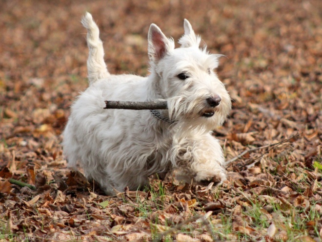 Photo de Scottish terrier