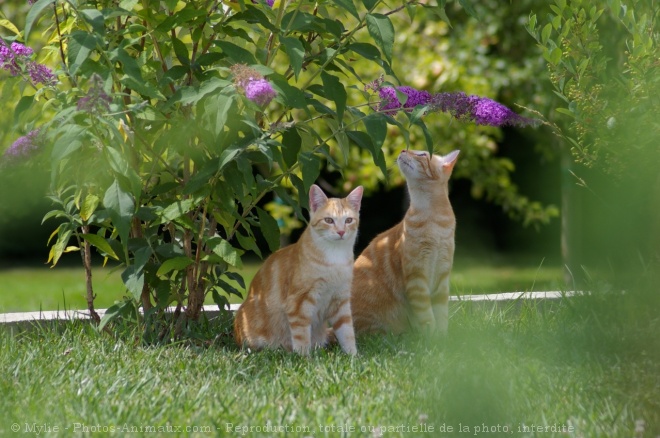 Photo de Chat domestique