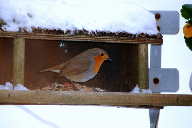 Photo de Rouge gorge