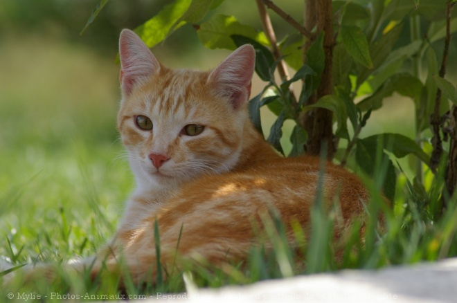 Photo de Chat domestique