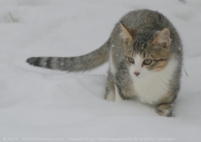 Photo de Chat domestique