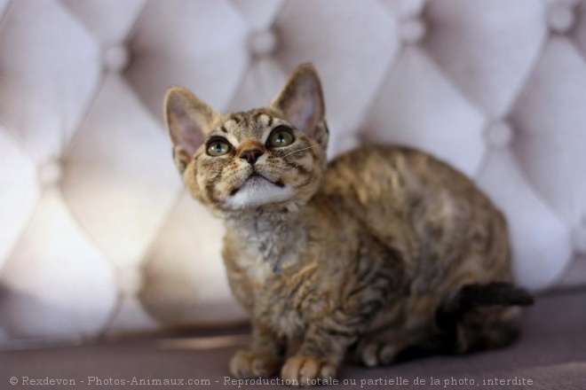 Photo de Devon rex