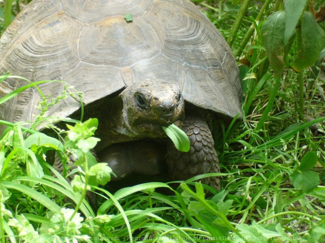 Photo de Tortue