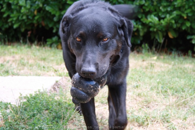 Photo de Labrador retriever