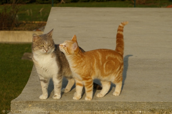 Photo de Chat domestique