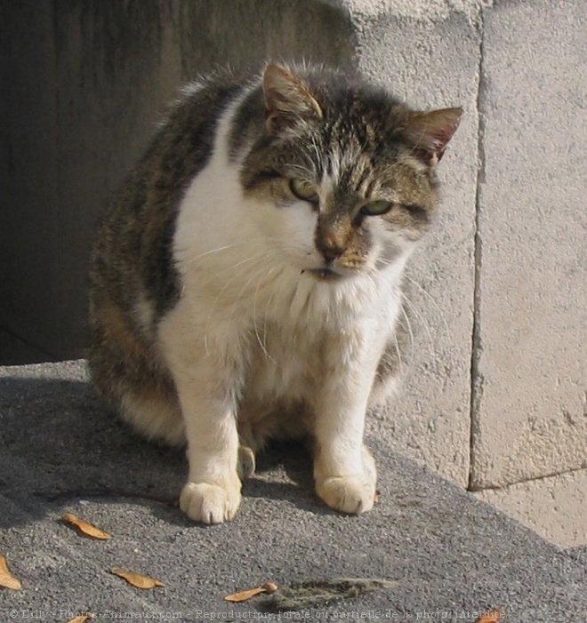 Photo de Chat domestique