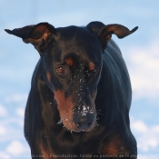 Photo de Dobermann