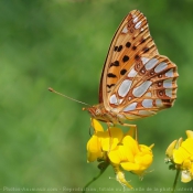 Photo de Papillon