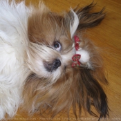 Photo de Shih tzu