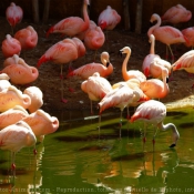 Photo de Flamand rose