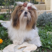 Photo de Shih tzu