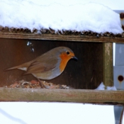 Photo de Rouge gorge