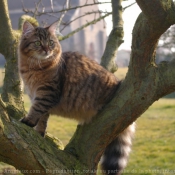 Photo de Chat domestique