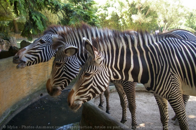 Photo de Zebre