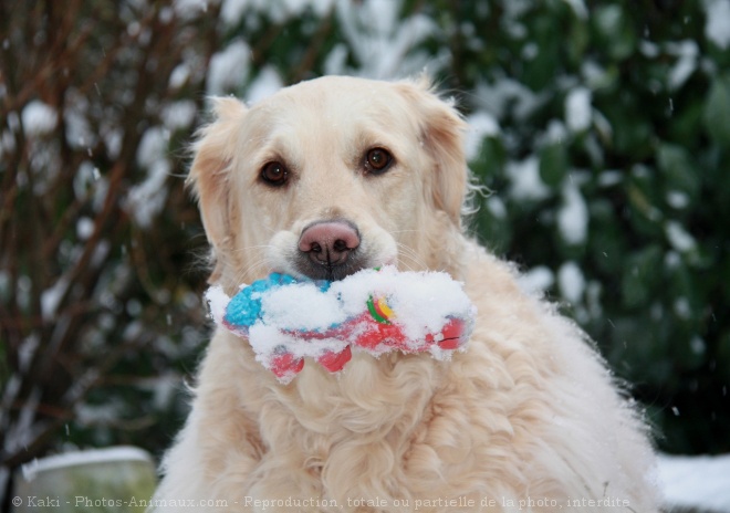 Photo de Golden retriever