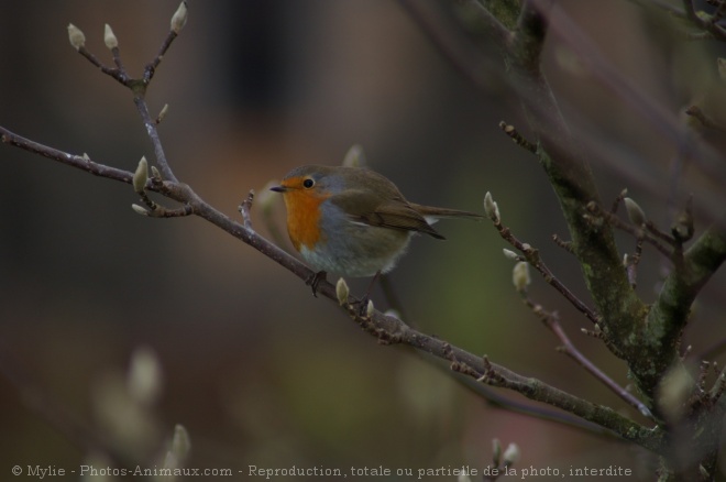 Photo de Rouge gorge