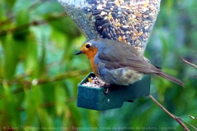 Photo de Rouge gorge