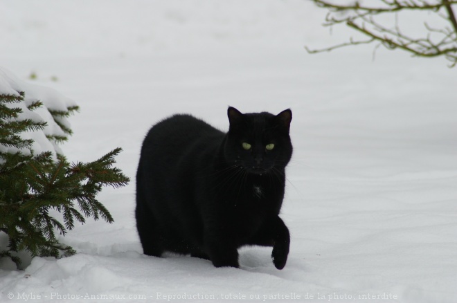 Photo de Chat domestique