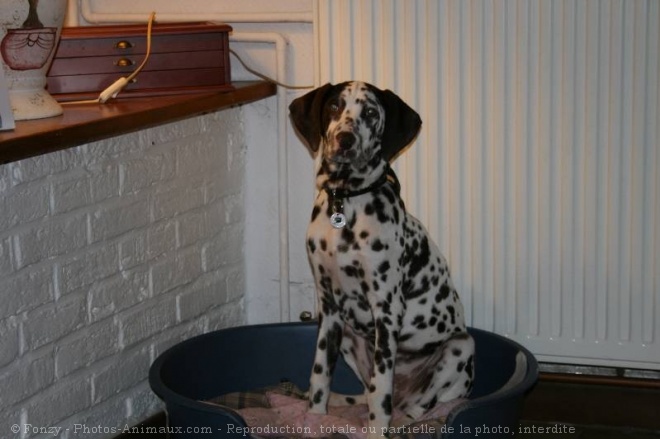 Photo de Dalmatien