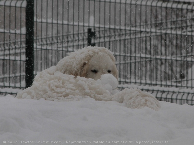 Photo de Chien de montagne des pyrnes