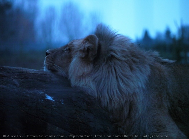 Photo de Lion