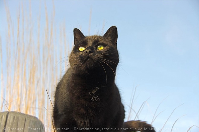 Photo de Chat domestique