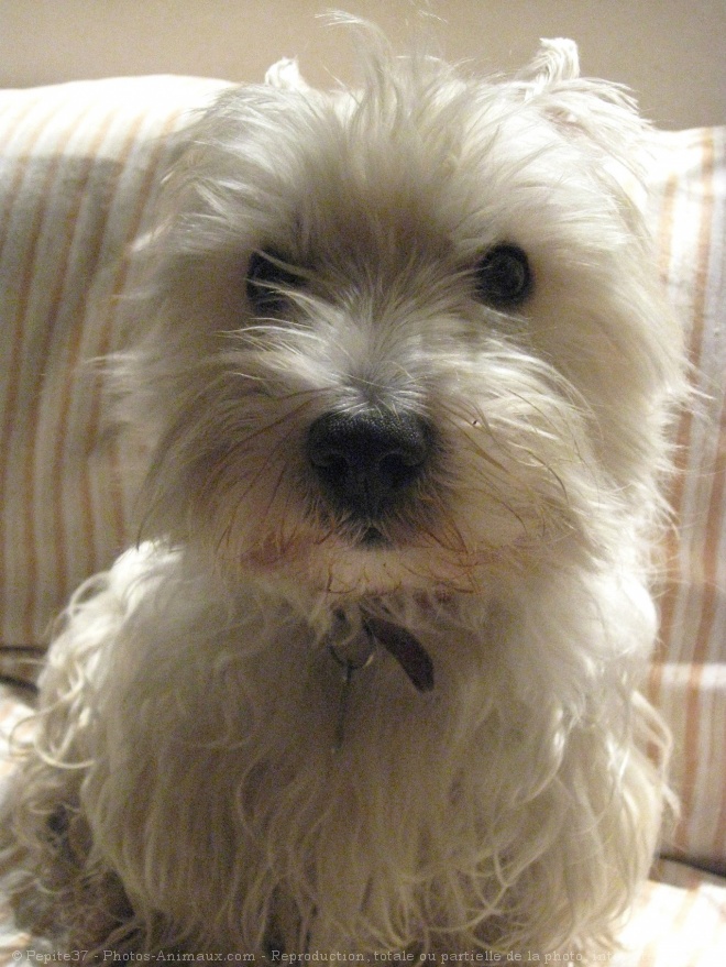 Photo de West highland white terrier