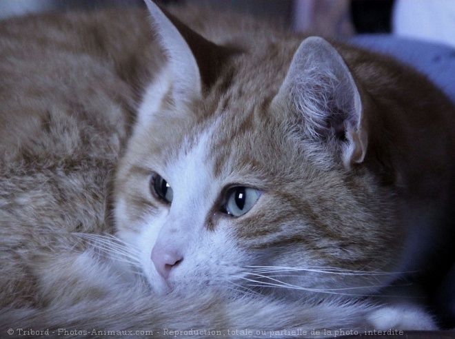 Photo de Chat domestique