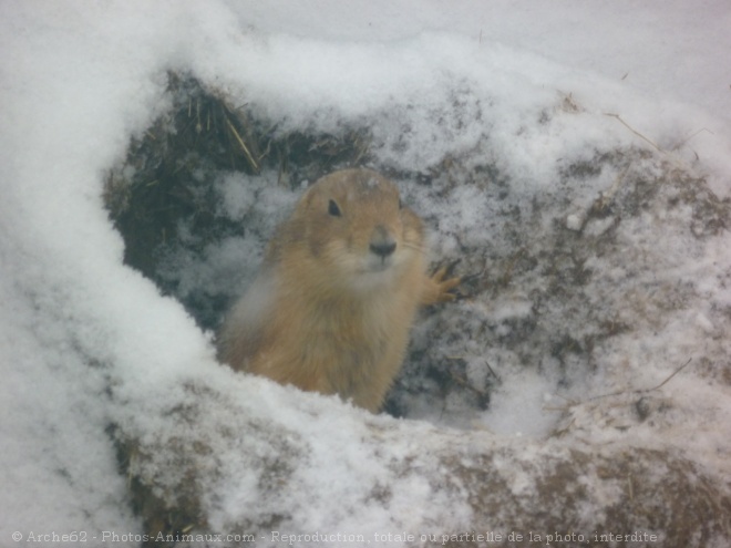 Photo de Chien de prairie