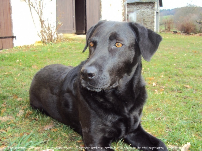 Photo de Labrador retriever