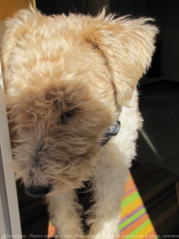 Photo de Fox terrier  poil dur