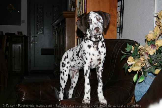 Photo de Dalmatien