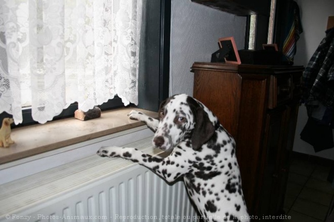 Photo de Dalmatien