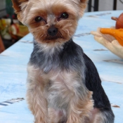 Photo de Yorkshire terrier