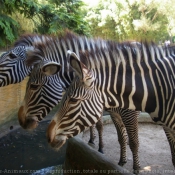 Photo de Zebre