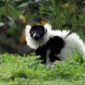 Photo de Lmurien - maki vari noir et blanc