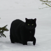 Photo de Chat domestique