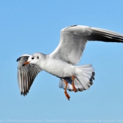 Photo de Mouette