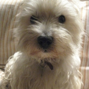 Photo de West highland white terrier