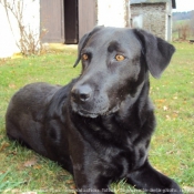 Photo de Labrador retriever