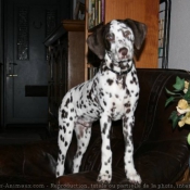 Photo de Dalmatien