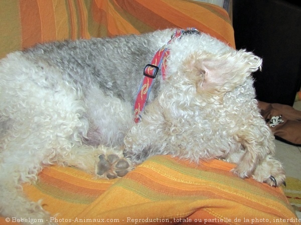 Photo de Fox terrier  poil dur