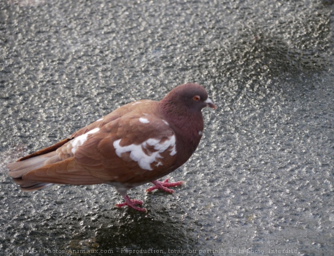 Photo de Pigeon