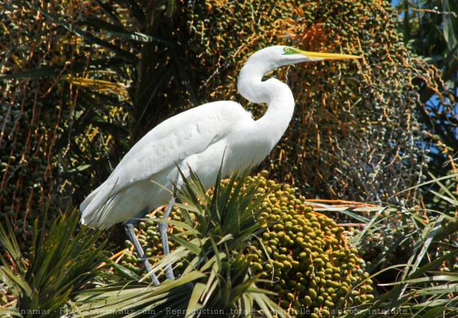 Photo d'Aigrette