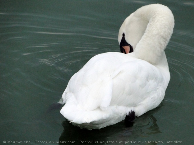 Photo de Cygne