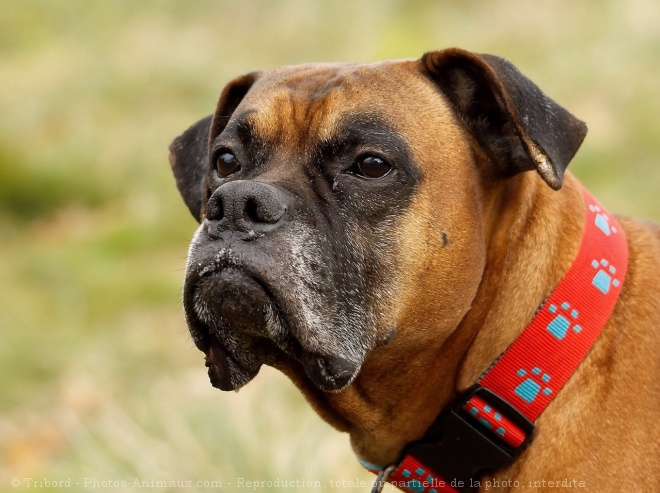 Photo de Boxer