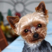 Photo de Yorkshire terrier