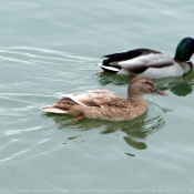 Photo de Canard colvert