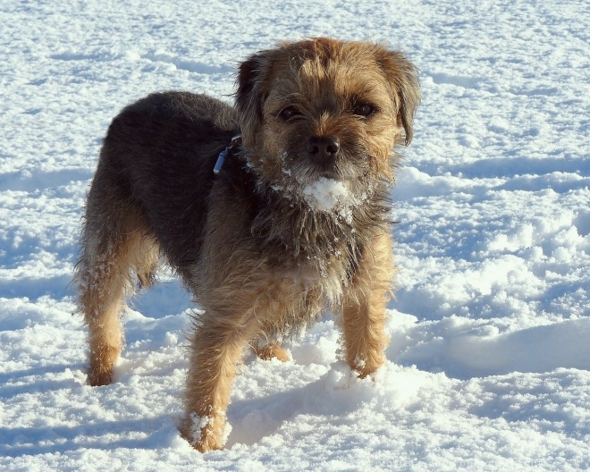 Photo de Border terrier